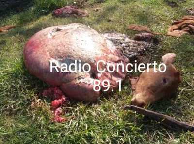 Cuatreros siguen perjudicando a productores