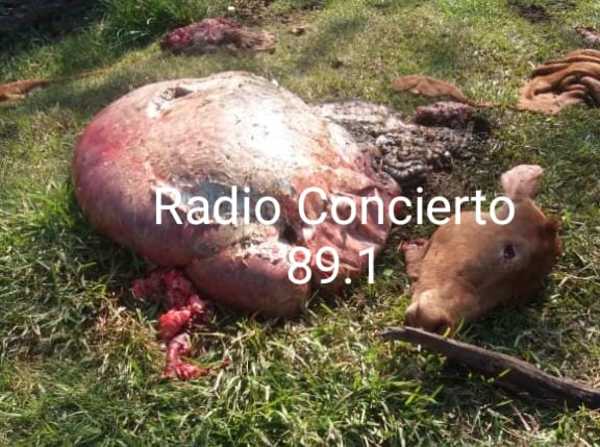 Cuatreros siguen perjudicando a productores