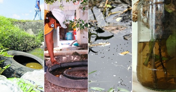 Piden usar repelentes "como desodorante" ante peligro del dengue