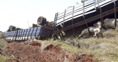 Se volcó un transganado y el rollo ¡ho’uta asadacho!