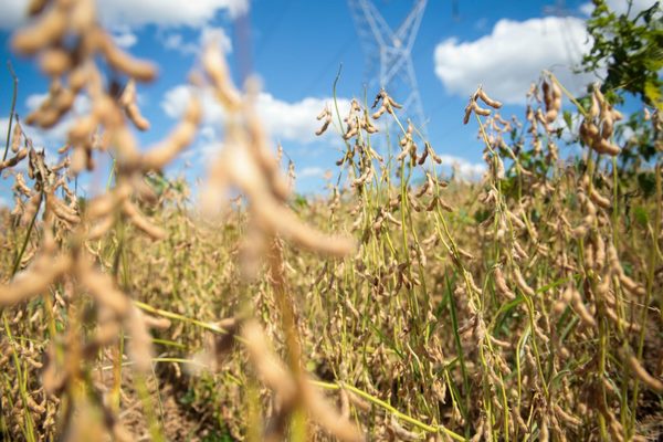La industria sojera sigue con reclamos