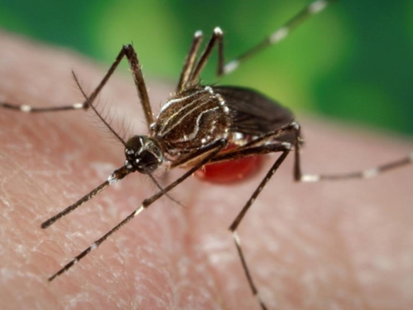 Dengue: piden tomar conciencia para disminuir índices de infestación