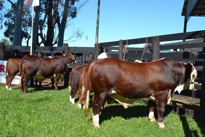 Productores y exportadores de carne, a favor de independencia de Senacsa - Nacionales - ABC Color