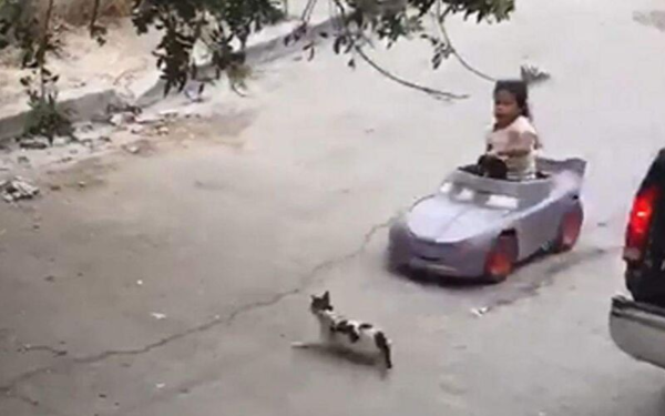 Virales: Niña atropella a un gato y “va a juicio”