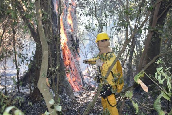 El Parque Nacional Caazapá sigue ardiendo - Nacionales - ABC Color