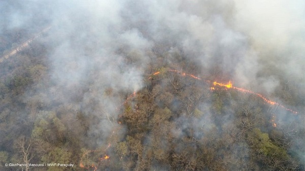 Incendio consumió más de 300 mil hectáreas en el Chaco, según Infona