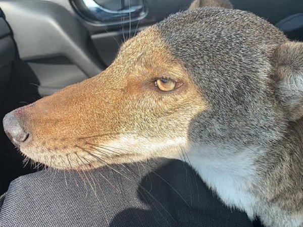 Salvó a un coyote pensando que era un perro herido