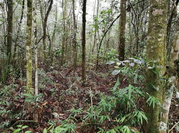 Conceptos claves para la restauración de bosques - ABC Rural - ABC Color