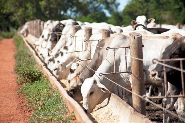 Micotoxinas en la producción animal - ABC Rural - ABC Color