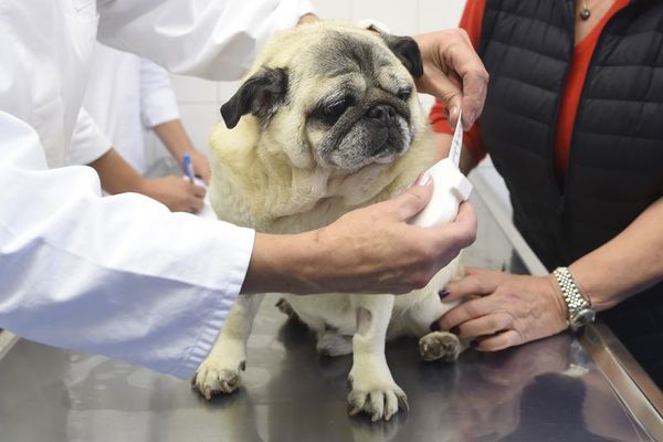 “Comer la mitad” no es adecuado para las mascotas con sobrepeso - Mascotas - ABC Color