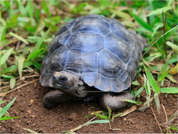 Devuelven a su hábitat natural a 309 tortugas gigantes