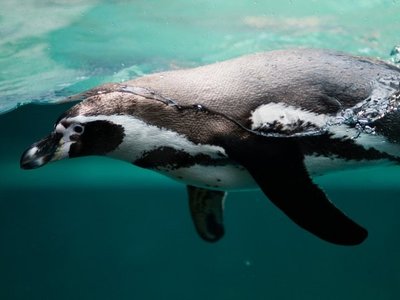 Hallan restos de microplásticos en pingüinos de la Antártida