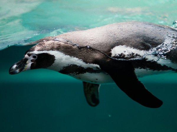 Hallan restos de microplásticos en pingüinos de la Antártida