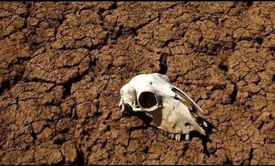 El mecanismo del planeta contra el exceso de carbono: extinciones masivas - Ciencia - ABC Color