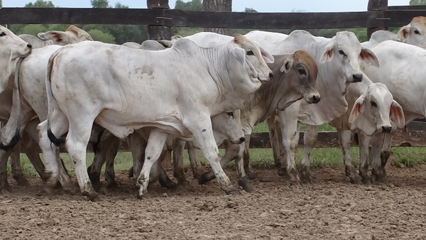 La falta de lluvias en el Chaco condicionan la mejora del precio del ganado gordo