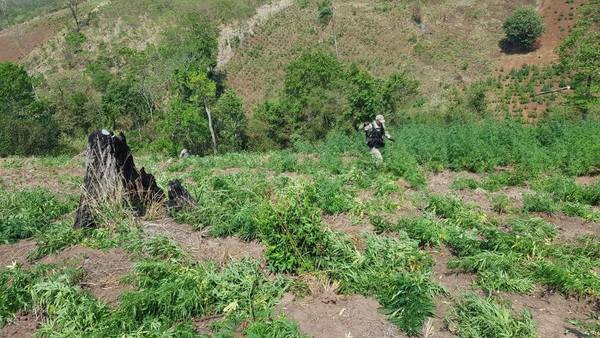 Caaguazú: Fiscalía inició el operativo Caaguazú Potĩ'i para la erradicación de cultivos de Marihuana