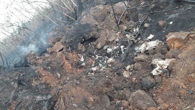 Fauna afectada tras incendio en el Parque Guasu - Nacionales - ABC Color