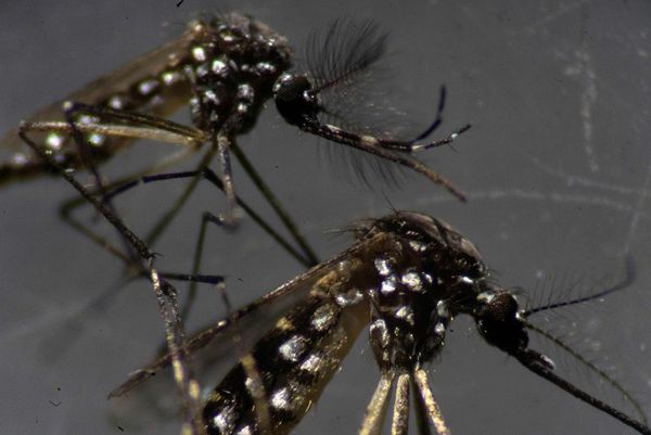 Mosquitos brasileños infectados con bacterias impactan en la lucha contra el dengue - Mundo - ABC Color