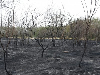 Biólogos analizarán pérdida de biodiversidad en Parque Guasu