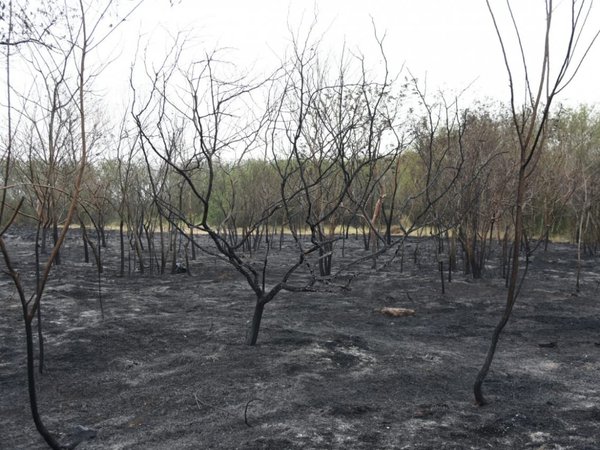 Biólogos analizarán pérdida de biodiversidad en Parque Guasu