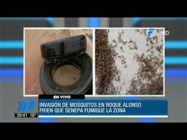 Plaga de mosquitos en Roque Alonso