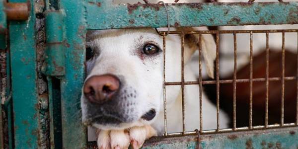 Crearán dirección de defensa animal en la comuna de CDE