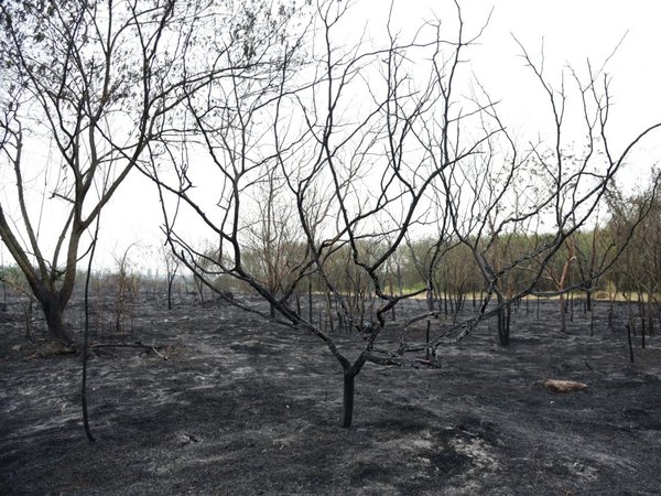 Casi 20% del Parque Guasu quedó reducido a cenizas