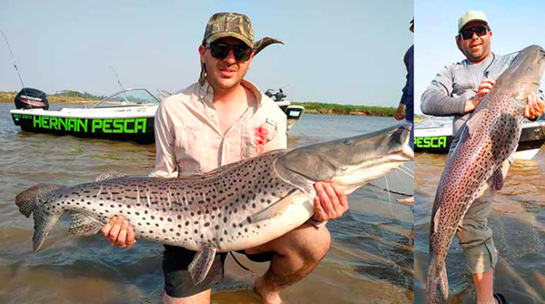 Pescaron un surubí de 35 kilos en Corrientes y lo devolvieron al río - Digital Misiones
