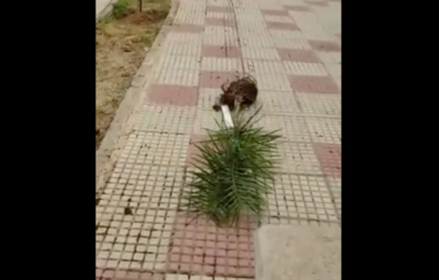 HOY / Inadaptados destruyen 100 palmeras en la Costanera asuncena