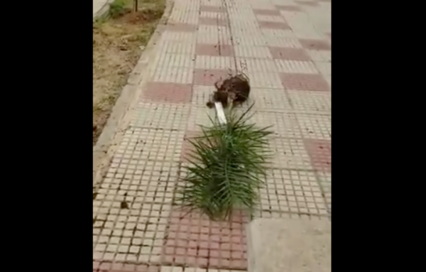 HOY / Inadaptados destruyen 100 palmeras en la Costanera asuncena