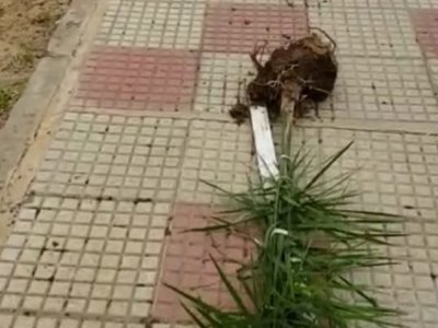 Vándalos destruyen cerca de 100 especies nativas en la Costanera Norte