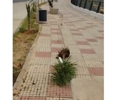 Arrancan y destruyen 100 arbolitos plantados en la Costanera Norte - ADN Paraguayo