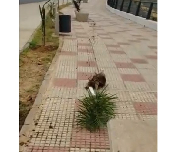 Arrancan y destruyen 100 arbolitos plantados en la Costanera Norte - ADN Paraguayo