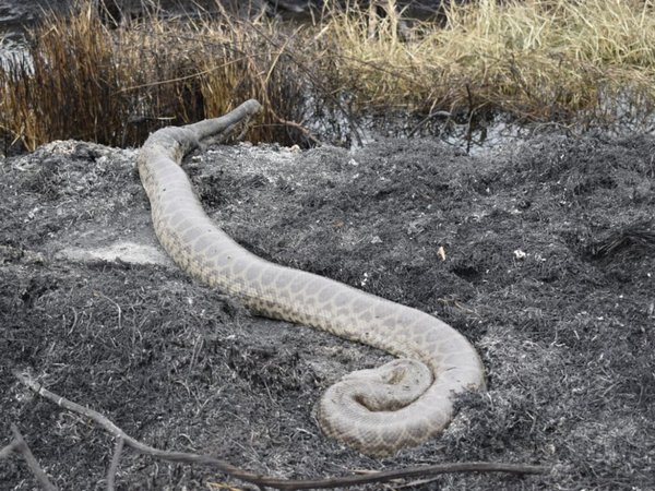 Rescatan a una Kuriju con quemaduras en el Parque Guasu Metropolitano