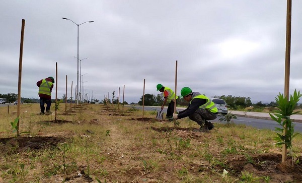 Vándalos arrancan palmeras plantadas en la Costanera