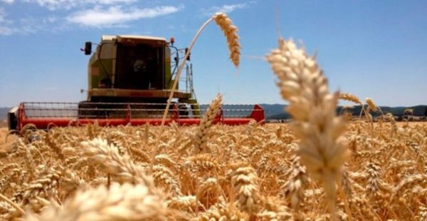 Estiman que producción total de trigo superará un millón de toneladas