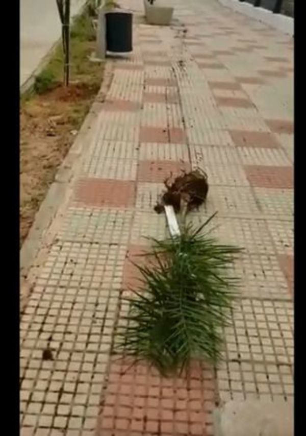 Vandalismo vegetal: Destruyen unos cien plantines de la Costanera Norte - Nacionales - ABC Color