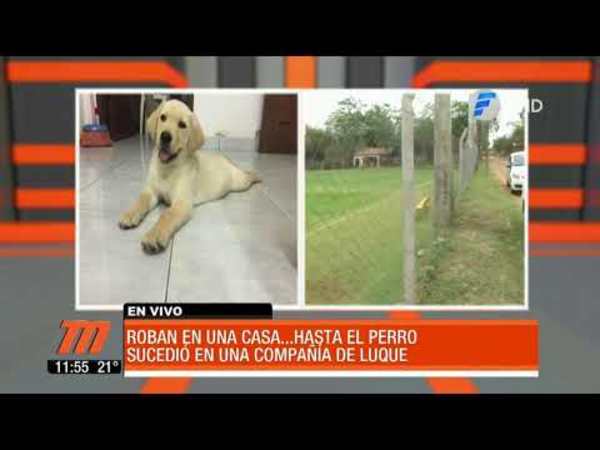 Delincuentes robaron hasta la mascota