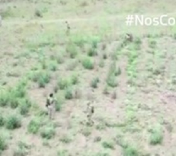 Destruyen 150 toneladas de marihuana en Caaguazú - Paraguay.com