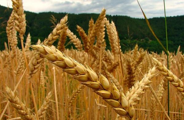 Estiman que producción total de trigo superará un millón de toneladas » Ñanduti