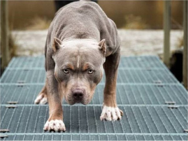 Pitbull ataca a tres niños en patio de escuela en Capiatá
