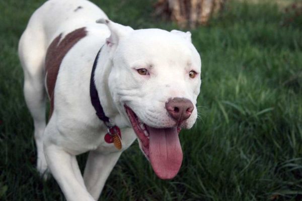 Perro de raza pitbull ingresó a un colegio y mordió a tres alumnos - Nacionales - ABC Color