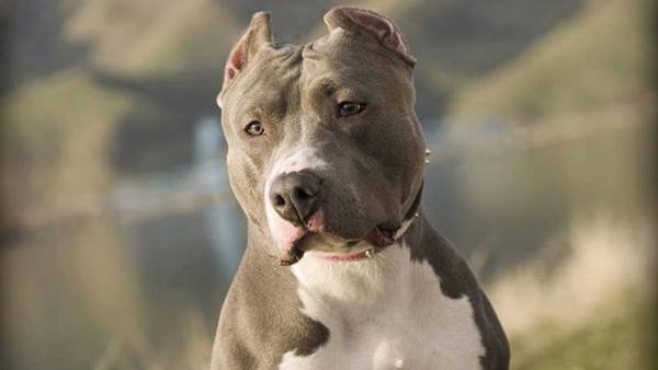 Pitbull ingresa a escuela y ataca a tres estudiantes