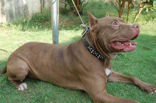 Perro de la raza pitbull atacó a alumnos de una escuela en Capiatá - ADN Paraguayo