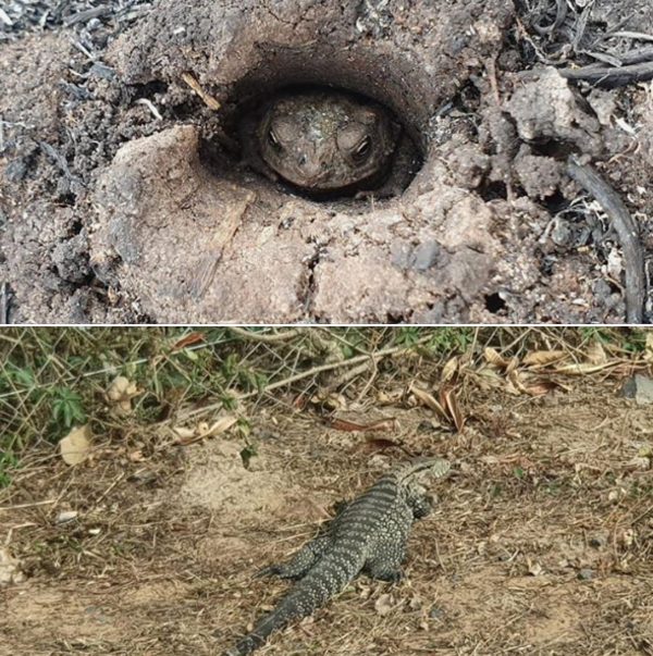 MADES evalúa daños a la fauna y flora del Parque Guasú causados por incendio » Ñanduti