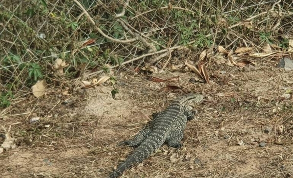 HOY / Tras 38 hectáreas devoradas, reabren el Parque Guasú y piden cuidar a los animales