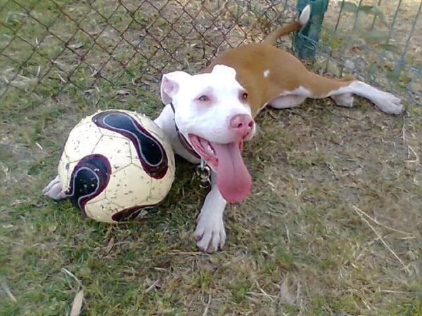 Pitbull que atacó a niños en escuela quería jugar con una pelota