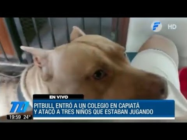 Pitbull atacó a tres niños de una escuela