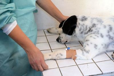 Cómo darles los medicamentos a las mascotas enfermas - Mascotas - ABC Color