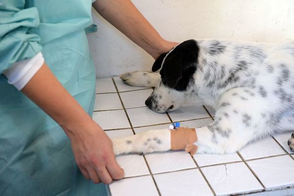 Cómo darles los medicamentos a las mascotas enfermas - Mascotas - ABC Color